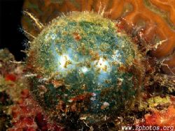 This is a Sea Pearl. It is about an inch in diameter and ... by Zaid Fadul 